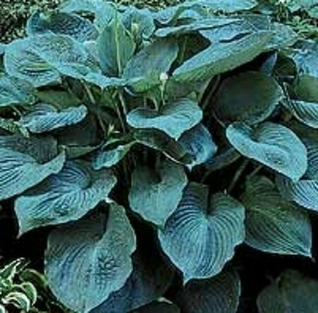 Hosta 'Blue Angel' geen maat specificatie 0,55L/P9cm - afbeelding 1