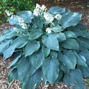 Hosta 'Blue Angel' geen maat specificatie 0,55L/P9cm - afbeelding 2