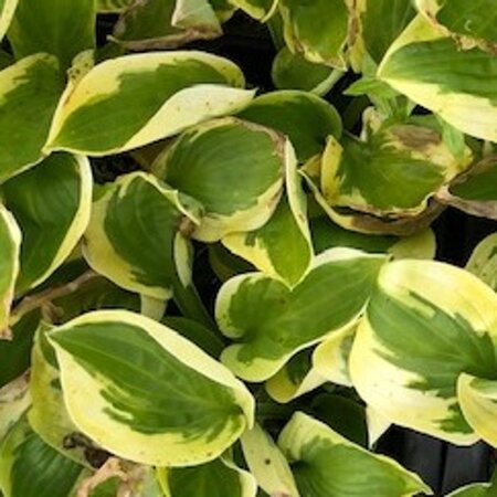 Hosta 'Brim Cup' geen maat specificatie 0,55L/P9cm - afbeelding 1