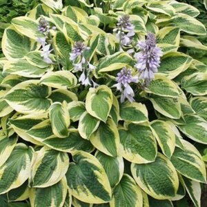 Hosta 'Brim Cup' geen maat specificatie 0,55L/P9cm - afbeelding 2