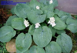 Hosta 'Big Daddy' geen maat specificatie 0,55L/P9cm - afbeelding 3