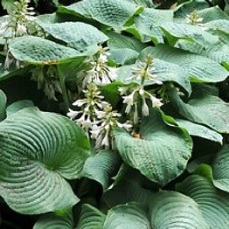 Hosta 'Big Daddy' geen maat specificatie 0,55L/P9cm - afbeelding 4