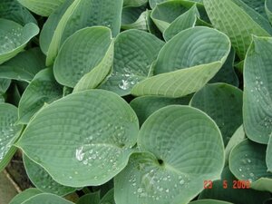 Hosta 'Big Daddy' geen maat specificatie 0,55L/P9cm - afbeelding 5