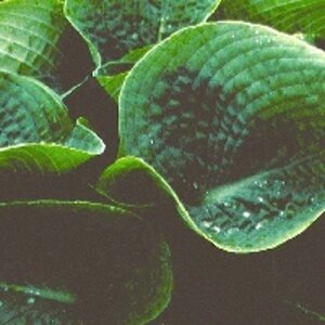 Hosta 'Big Daddy' geen maat specificatie 0,55L/P9cm