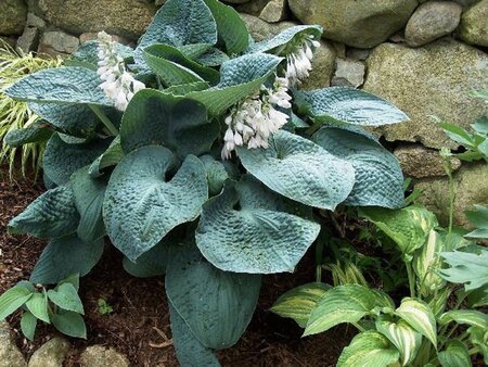 Hosta 'Big Daddy' geen maat specificatie 0,55L/P9cm - afbeelding 2