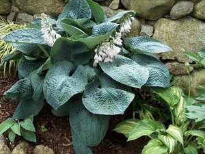 Hosta 'Big Daddy' geen maat specificatie 0,55L/P9cm - afbeelding 2