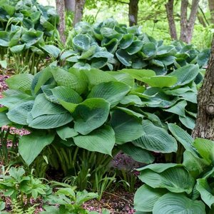 Hosta 'Big Daddy' geen maat specificatie 0,55L/P9cm - afbeelding 1