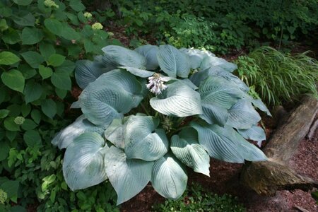 Hosta 'Blue Mammoth' geen maat specificatie 0,55L/P9cm - afbeelding 1