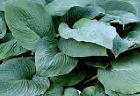 Hosta 'Blue Mammoth' geen maat specificatie 0,55L/P9cm - afbeelding 2