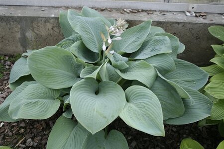 Hosta 'Blue Mammoth' geen maat specificatie 0,55L/P9cm - afbeelding 3