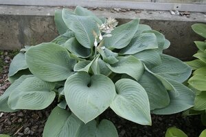 Hosta 'Blue Mammoth' geen maat specificatie 0,55L/P9cm - afbeelding 3