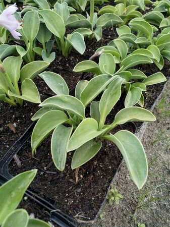 Hosta 'Blue Mouse Ears' geen maat specificatie 0,55L/P9cm - afbeelding 1