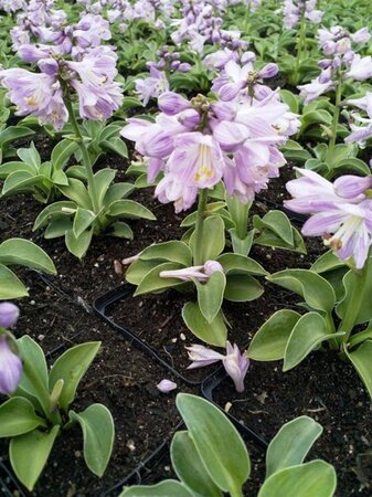 Hosta 'Blue Mouse Ears' geen maat specificatie 0,55L/P9cm - afbeelding 2
