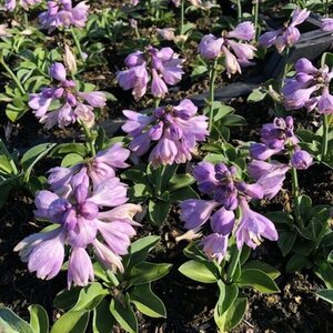 Hosta 'Blue Mouse Ears' geen maat specificatie 0,55L/P9cm - afbeelding 5