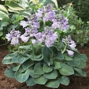 Hosta 'Blue Mouse Ears' geen maat specificatie 0,55L/P9cm - afbeelding 6