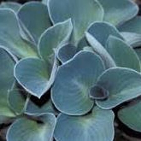 Hosta 'Blue Mouse Ears' geen maat specificatie 0,55L/P9cm - afbeelding 4
