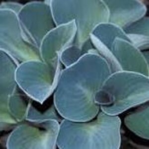 Hosta 'Blue Mouse Ears' geen maat specificatie 0,55L/P9cm - afbeelding 4