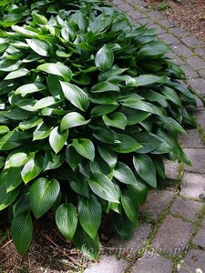 Hosta 'Devon Green' geen maat specificatie 0,55L/P9cm - afbeelding 5