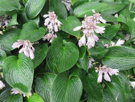 Hosta 'Devon Green' geen maat specificatie 0,55L/P9cm - afbeelding 3