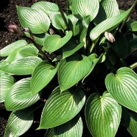 Hosta 'Devon Green' geen maat specificatie 0,55L/P9cm - afbeelding 4