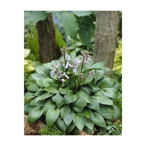 Hosta 'Devon Green' geen maat specificatie 0,55L/P9cm - afbeelding 2