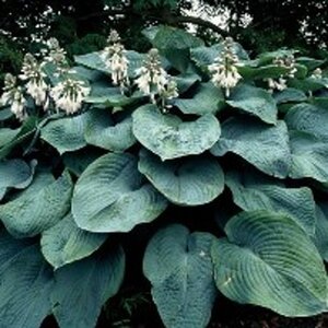 Hosta sieboldiana 'Elegans' geen maat specificatie 0,55L/P9cm - afbeelding 2