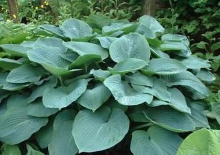 Hosta sieboldiana 'Elegans' geen maat specificatie 0,55L/P9cm - afbeelding 5