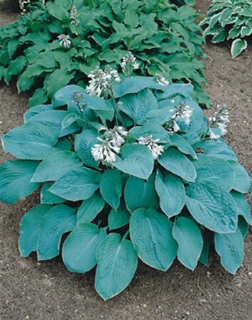 Hosta sieboldiana 'Elegans' geen maat specificatie 0,55L/P9cm - afbeelding 3