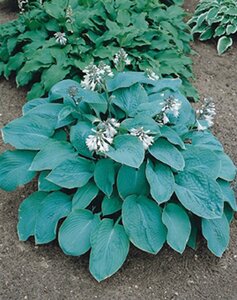 Hosta sieboldiana 'Elegans' geen maat specificatie 0,55L/P9cm - afbeelding 3