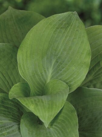 Hosta sieboldiana 'Elegans' geen maat specificatie 0,55L/P9cm - afbeelding 1