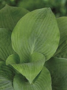Hosta sieboldiana 'Elegans' geen maat specificatie 0,55L/P9cm
