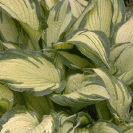 Hosta 'Fortunei Albopicta' geen maat specificatie 0,55L/P9cm - afbeelding 3
