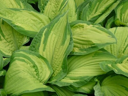 Hosta 'Fortunei Albopicta' geen maat specificatie 0,55L/P9cm - afbeelding 1