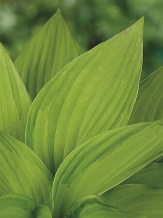 Hosta 'Fortunei Albopicta' geen maat specificatie 0,55L/P9cm - afbeelding 2