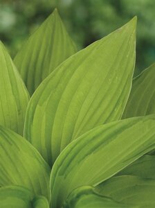 Hosta 'Fortunei Albopicta' geen maat specificatie 0,55L/P9cm - afbeelding 2