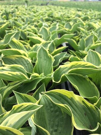 Hosta 'Fortunei Aureomarginata' geen maat specificatie 0,55L/P9cm
