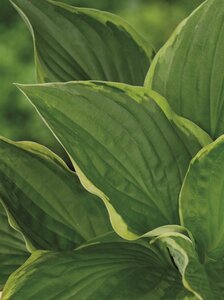 Hosta 'Fortunei Aureomarginata' geen maat specificatie 0,55L/P9cm - afbeelding 3