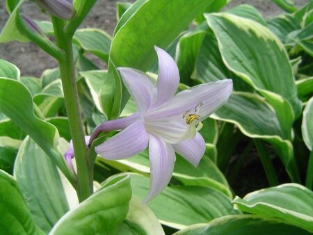Hosta 'Fortunei Aureomarginata' geen maat specificatie 0,55L/P9cm - afbeelding 2