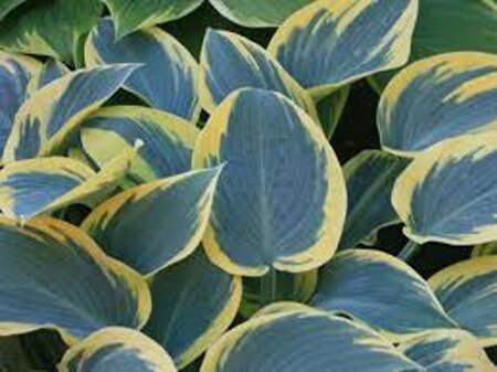 Hosta 'First Frost' geen maat specificatie 0,55L/P9cm - afbeelding 2