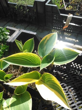Hosta 'First Frost' geen maat specificatie 0,55L/P9cm