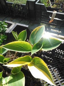 Hosta 'First Frost' geen maat specificatie 0,55L/P9cm