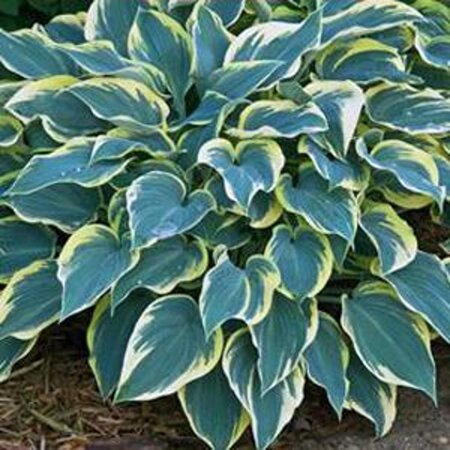 Hosta 'First Frost' geen maat specificatie 0,55L/P9cm - afbeelding 3