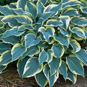 Hosta 'First Frost' geen maat specificatie 0,55L/P9cm - afbeelding 3