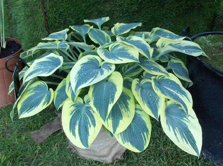 Hosta 'First Frost' geen maat specificatie 0,55L/P9cm - afbeelding 4