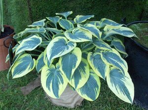 Hosta 'First Frost' geen maat specificatie 0,55L/P9cm - afbeelding 4
