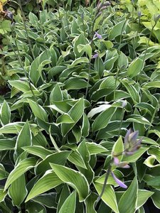Hosta 'Francee' geen maat specificatie 0,55L/P9cm