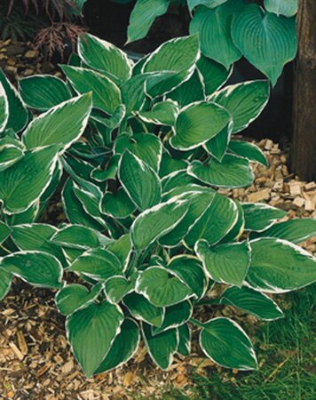 Hosta 'Francee' geen maat specificatie 0,55L/P9cm - afbeelding 6