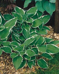 Hosta 'Francee' geen maat specificatie 0,55L/P9cm - afbeelding 6