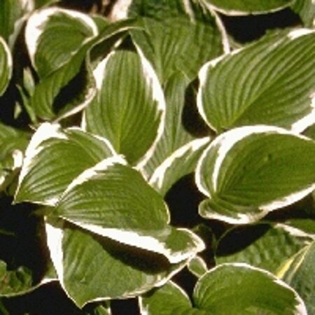 Hosta 'Francee' geen maat specificatie 0,55L/P9cm - afbeelding 7