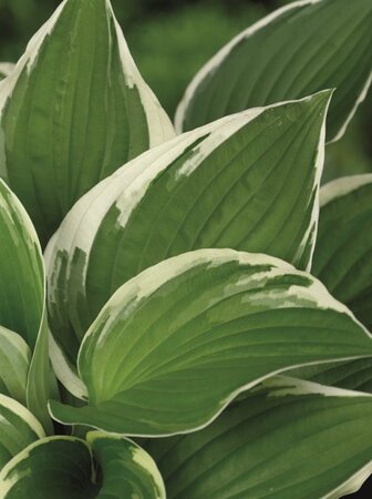 Hosta 'Francee' geen maat specificatie 0,55L/P9cm - afbeelding 8
